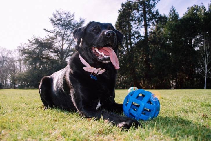 Un Labrador Corso portant un collier et allongé sur son ventre dans un jardin 