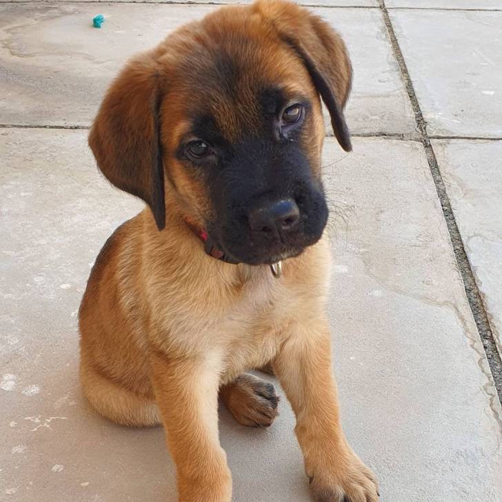 Un Labrador Corso assis sur un patio en béton