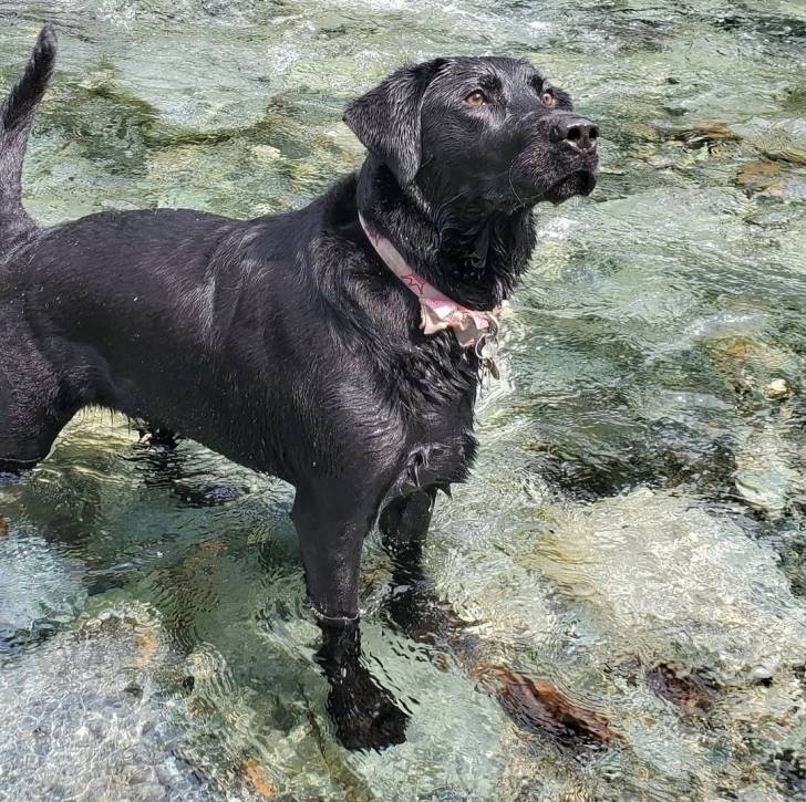 Un Labrador Corso noir debout à quatre pattes dans un plan d’eau peu profond