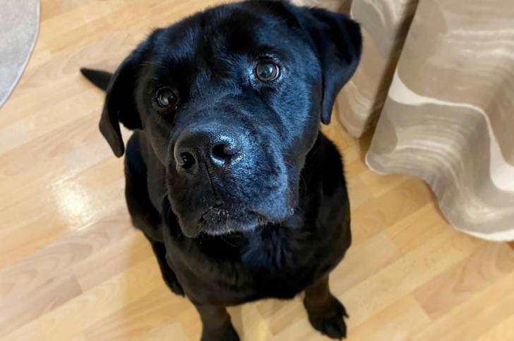 Photo prise de haut d'un Labrador Corso assis sur un plancher en bois et regardant la caméra