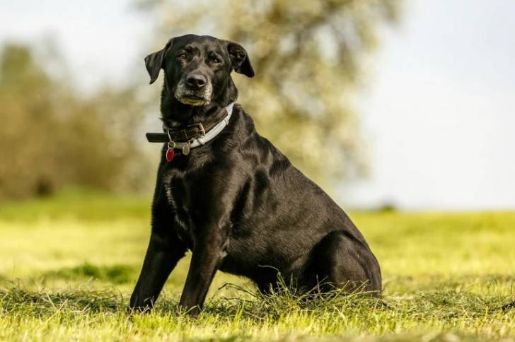 Un Labrador Corso noir avec un collier et assis dans un champ 