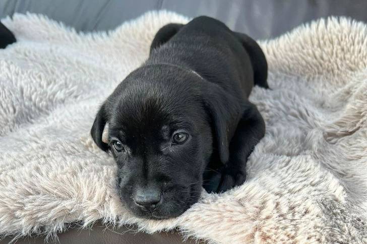 Un Labrador Corso noir allongé sur une couverture blanche moelleuse