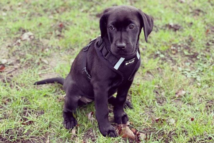 Un Labrador Corso portant un harnais et assis sur une pelouse verdoyante