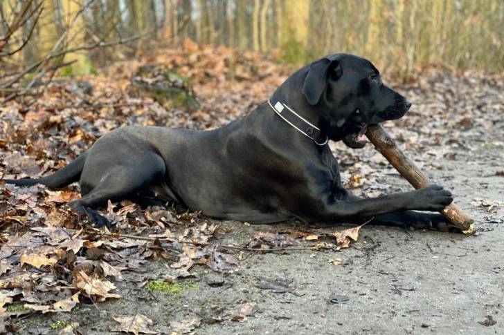 Un Labrador Corso noir allongé sur un lit de feuilles et de terre en train de mâcher un bâton