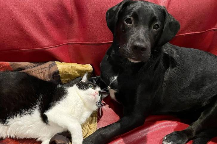 Un Labrador Corso couché sur le côté droit du canapé à proximité d'un chat chat