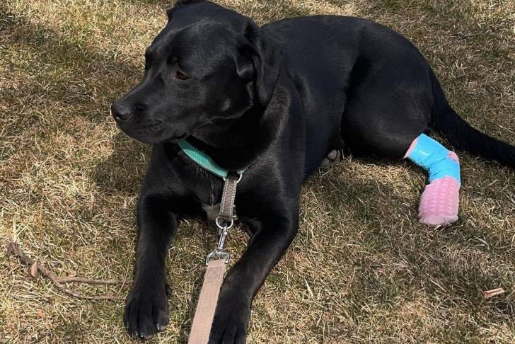 Photo prise de haut d'un Labrador Corso tenu en laisse et allongé sur l’herbe