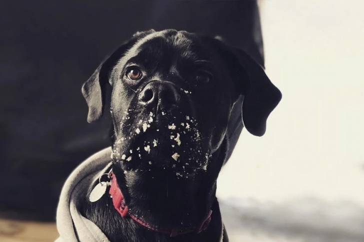 Un Labrador Corso portant un collier rouge et regardant la caméra avec une expression curieuse