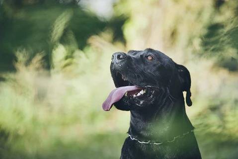 Photo d'un Labrador Corso avec sa langue sortie et regardant quelque chose en haut