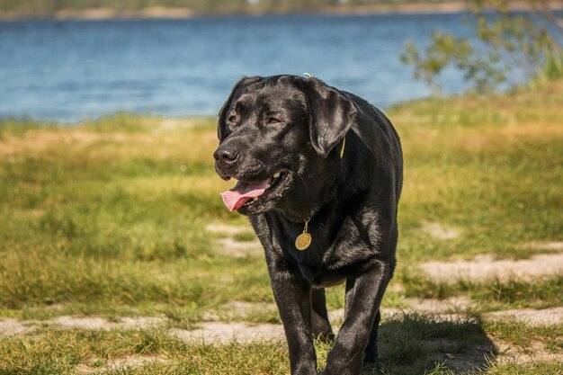 Un Labrador Corso avec un collier se promènant dans une zone herbeuse près d’un plan d’eau