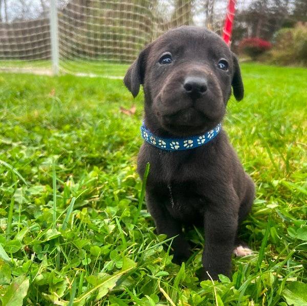 Un Labrador Corso assis dans une zone herbeuse