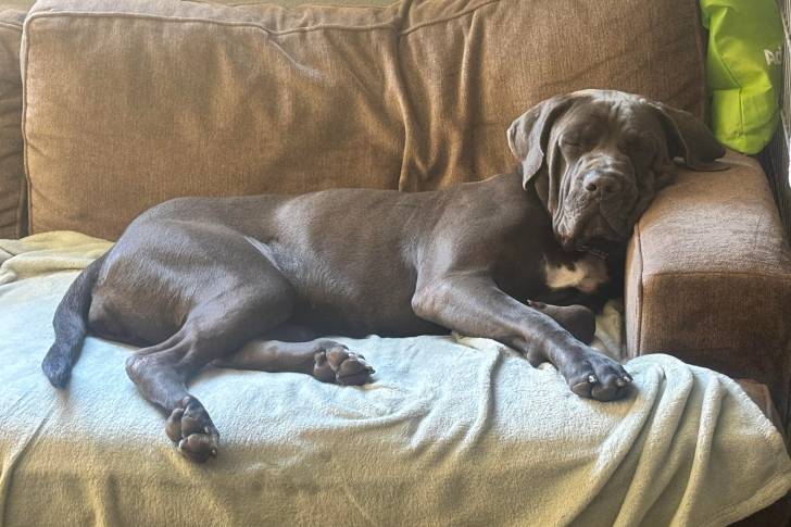 Un Labrador Corso allongé sur un canapé et semblant dormir 
