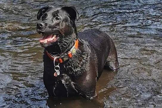 Un Labrador Corso  portant un collier orange, se tenant dans un plan d'eau