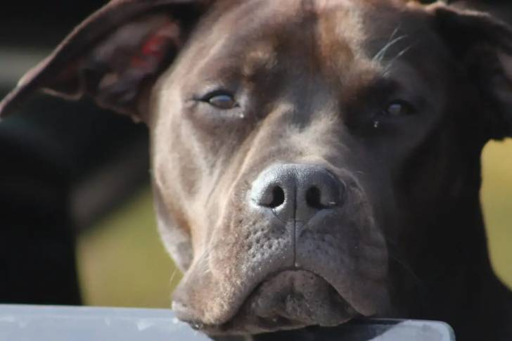 Photo du visage d'un Labrador Corso