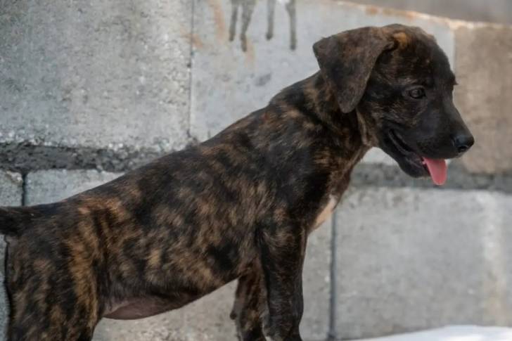 Photo prise de profil d'un Labrador Corso debout sur un sol en béton