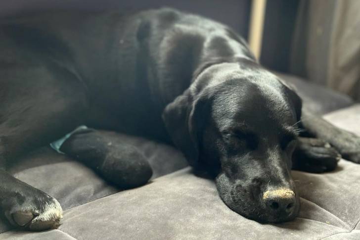 Un Labrador Corso allongé sur le côté avec sa tête reposant sur l’accoudoir du canapé