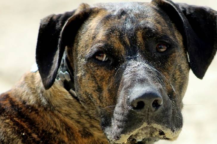 Photo en gros plan du visage d'un Labrador Corso 