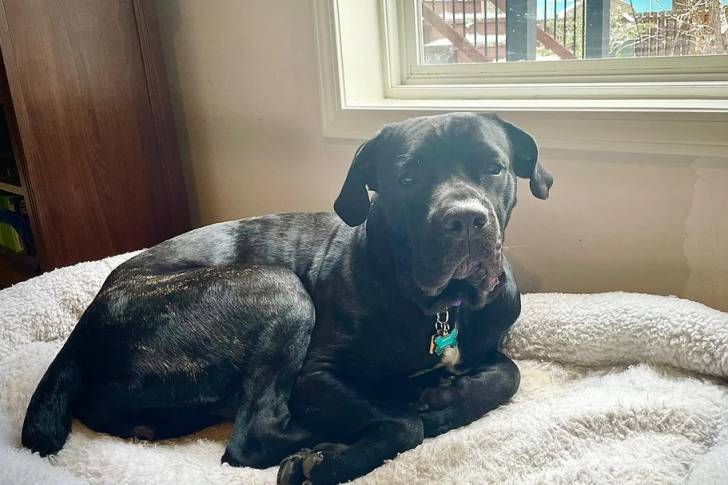 Un Labrador Corso allongé dans un panier et portant un collier autour du cou