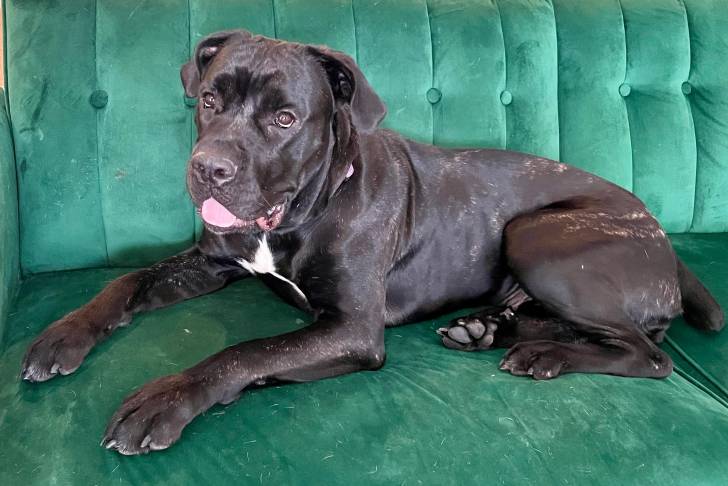 Un Labrador Corso allongé sur un canapé et tirant la langue 