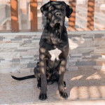 Un Rotticorso assis sur un balcon carrelé avec une balustrade en arrière-plan