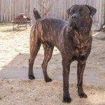 Un Rotticorso se tenant sur un patio en béton avec une clôture en bois en arrière-plan