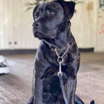 Un Rotticorso portant un collier, une laisse et assis sur un banc en bois