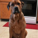 Un Rotticorso assis sur un tapis rouge devant un meuble en bois et un four 
