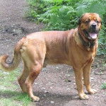 Un Rotticorso se tenant sur un sentier de terre avec de la verdure en arrière-plan