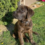 Un Rotticorso assis sur une pelouse