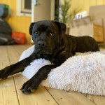 Un Rotticorso noir allongé sur un tapis blanc et moelleux sur une terrasse en bois
