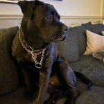 Un Rotticorso portant un collier en argent et assis sur un canapé gris