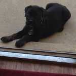 Un Rotticorso noir allongé sur un sol en béton