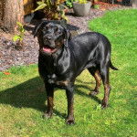 Un Rotticorso se tenant sur une pelouse avec un arbre et une plante en pot en arrière-plan