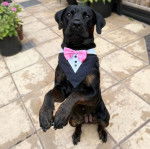 Un Rotticorso portant un nœud papillon et debout face à la caméra sur une terrasse en pierre