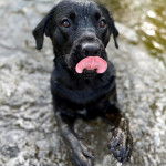 Un Rotticorso debout face à la caméra avec les pattes arrières dans un plan d'eau