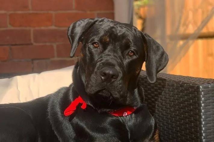 Photo d'un Rotticorso noir portant un collier rouge et assis sur une chaise en osier