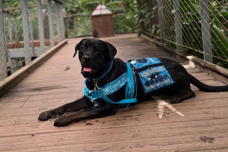 Un Rotticorso portant un gilet d’assistance bleu, allongé sur un pont en bois