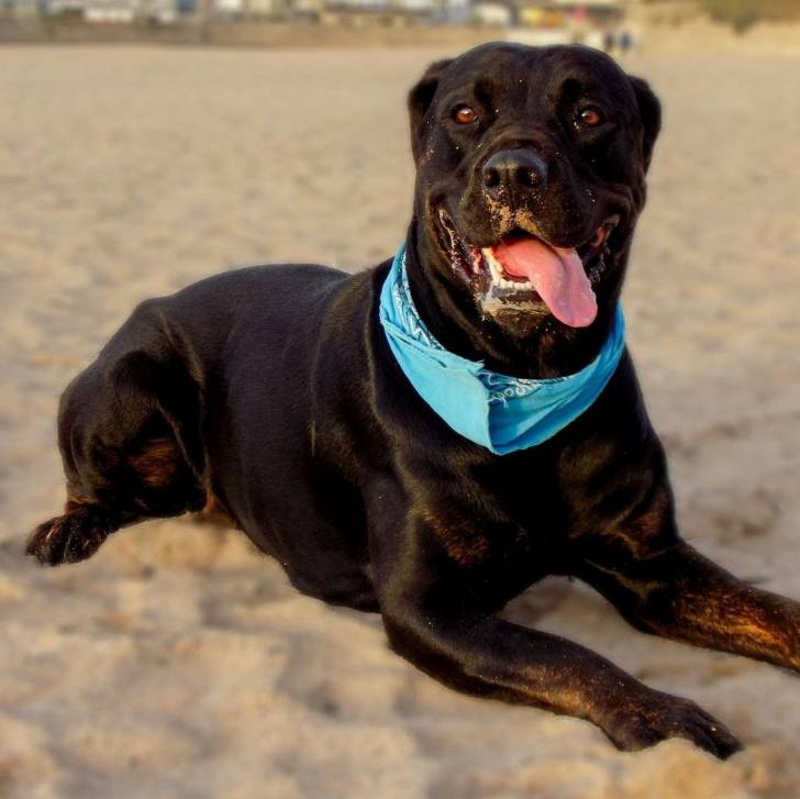 Un Rotticorso portant un bandana et allongé dans le sable d'une plage 