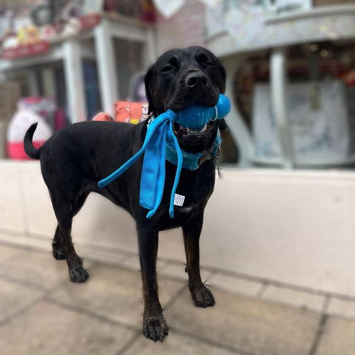 Un Rotticorso avec un foulard, debout à quatre pattes sur un trottoir devant une vitrine de magasin