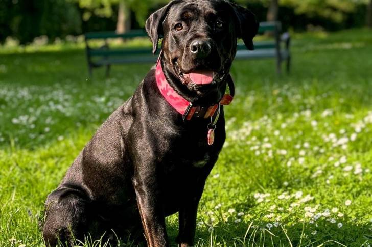 Un Rotticorso noir portant un collier et assis dans un parc