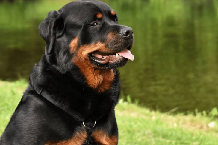 Un Rotticorso assis sur une rive herbeuse avec sa langue légèrement sortie