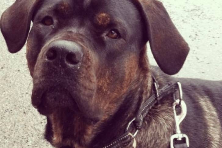 Photo de la tête d'un Rotticorso portant un collier et une laisse