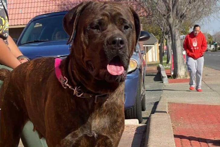Un Rotticorso portant un collier et assis sur un banc en métal noir
