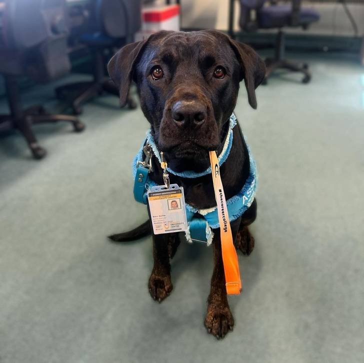 Un Rotticorso assis dans un environnement de bureau avec des ordinateurs et des chaises 
