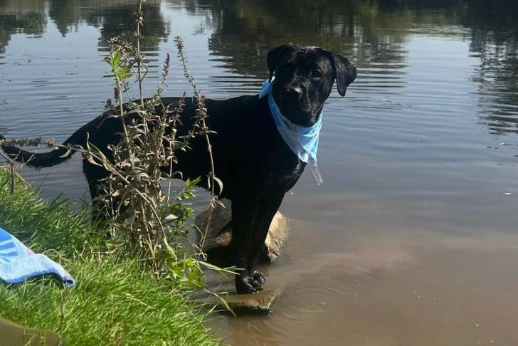 Un Rotticorso portant un bandana bleu et se tenant dans une rivière