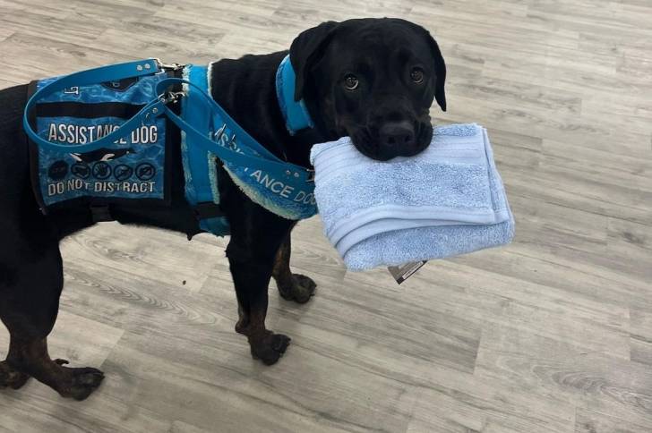 Un Rotticorso portant un gilet d’assistance et debout sur un sol carrelé