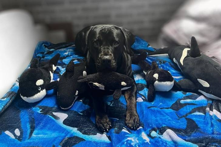 Un Rotticorso allongé sur un lit avec des animaux en peluche