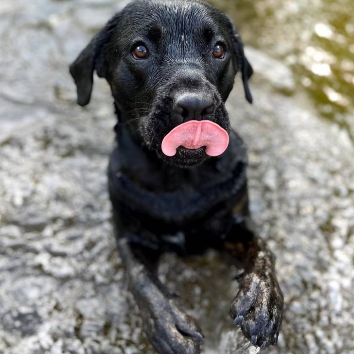 Un Rotticorso debout face à la caméra avec les pattes arrières dans un plan d'eau