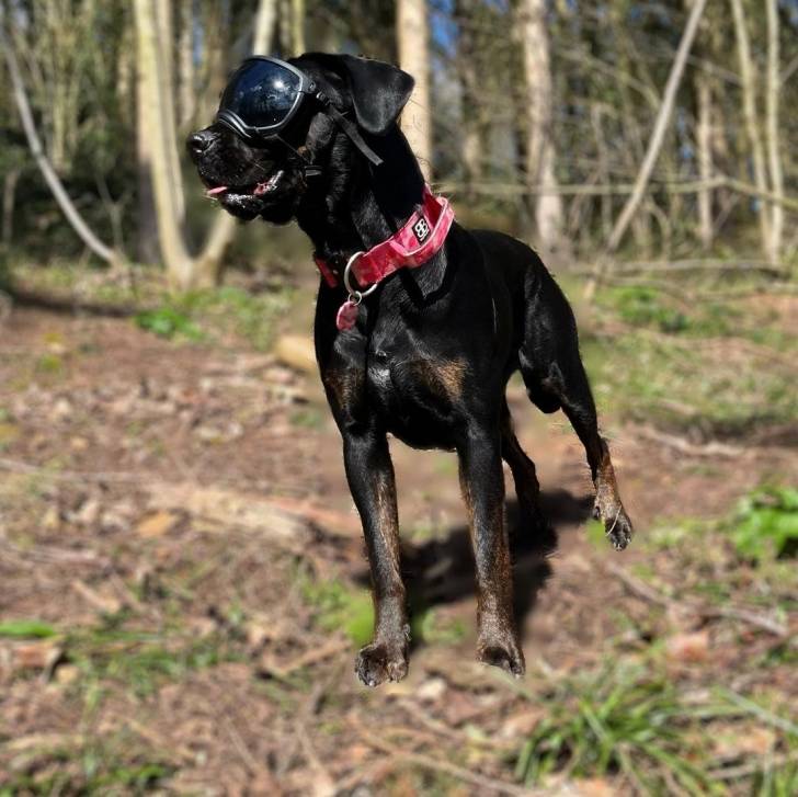 Un Rotticorso avec des lunettes, portant un collier et debout à quatre pattes dans une zone boisée
