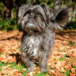 Un Affen Tzu debout à quatre pattes sur un lit de feuilles tombées