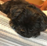 Photo d'un AffenTzu faisant face à la caméra tout en se reposant sur un lit